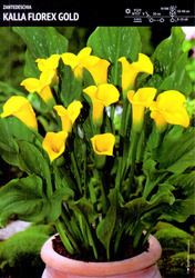 Zantedeschia Kalla 'Florex Gold' – 1 szt.