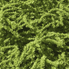 Berberys Thunberga 'Green Carpet' – sadzonka w doniczce C2 – Botana