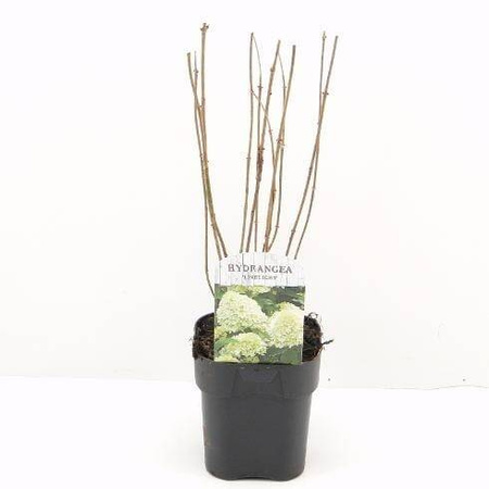 Hortensja bukietowa 'Limelight' – sadzonka w doniczce C2 – Botana
