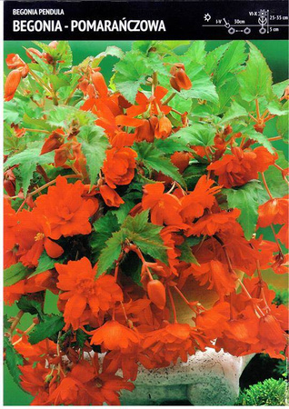 Begonia Bulwiasta Kaskadowa Zwisająca – Pomarańczowa – 1 szt.