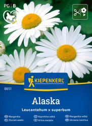 Złocień wielki Alaska - Kiepenkerl