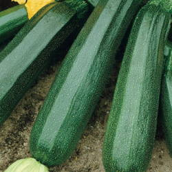 Cukinia 'Diamant' F1 – Kiepenkerl