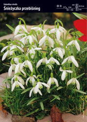 Śnieżyczka Przebiśnieg – 20 szt.
