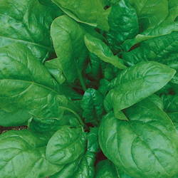 Szpinak 'Palaco' – Uprawa Ekologiczna – Kiepenkerl