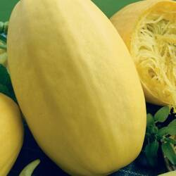 Dynia Makaronowa ‘Pyza’ – Kiepenkerl