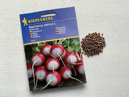 Rzodkiewka 'Poloneza' – Biały Czubek – Kiepenkerl