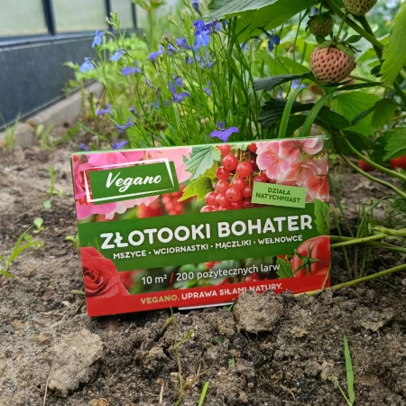 Złotooki bohater Vegano – 600 larw na mszyce, wciornastki, mączliki i wełnowce – 30 m² ochrony