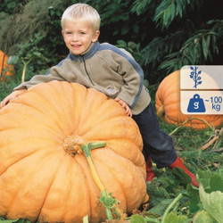 Dynia 'Atlantic Giant' – Olbrzymia – Kiepenkerl