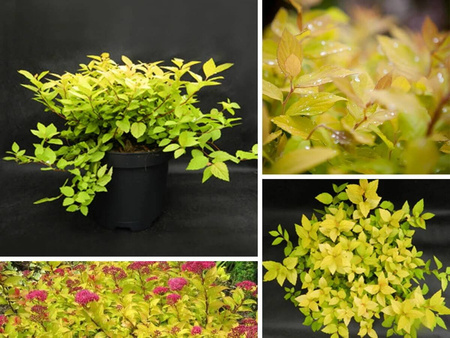 Tawuła Japońska - Golden Princess Złota - 12 szt. pakiet