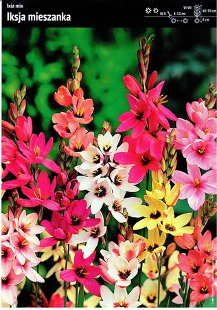 Ixia Iksja – Mix Cebulek – 20 szt.