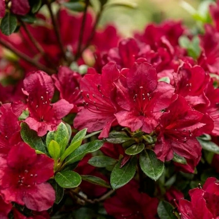 Azalia japońska Maruschka (Azalea Japonica Maruschka) – sadzonka w doniczce C2 – Botana