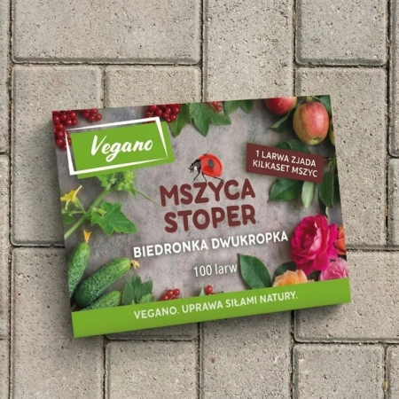Mszyca Stoper – 300 larw biedronki dwukropki – na 15 roślin lub 15 m²