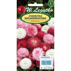 Stokrotka Wielkokwiatowa – Mix Kolorów – Legutko