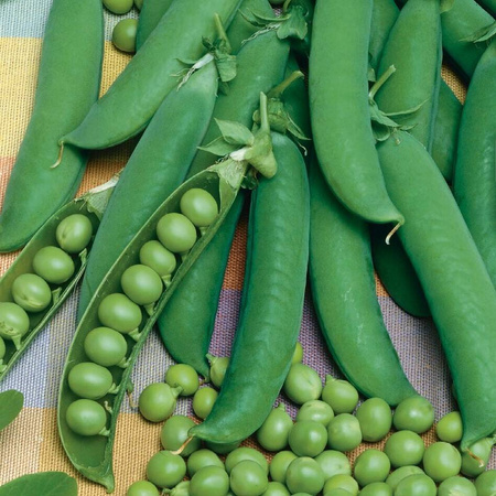 Groch Łuskowy 'Kleine Rheinländerin' – Kiepenkerl