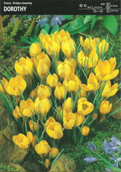 Krokus ‘Dorothy’ – 15 szt.