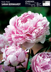 Paeonia - Piwonia Sarah Bernhardt