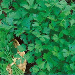 Pietruszka naciowa 'Gigante d'Italia' – Kiepenkerl