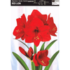 Amarylis Red Lion 1 szt.