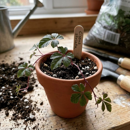 Ciccus pasiasty (Cissus striata) – sadzonka