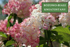 Hortensja Bukietowa 'Pinky Winky' – Sadzonka 30-40 cm