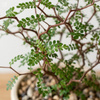 Perełkowiec drobnolistny (Sophora prostrata Little Baby) – sadzonka