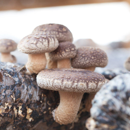 Shii-Take – Zestaw Do Uprawy Grzybów – 3 l Exotic Grow Planto