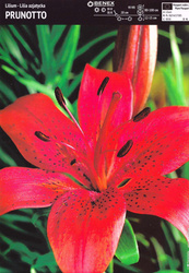 Lilia Azjatycka Prunotto 1 szt.