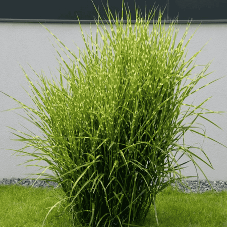 Miskant Chiński Strictus