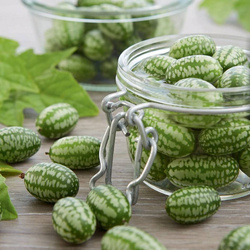 Ogórek Meksykański 'Mateo'– Kiepenkerl