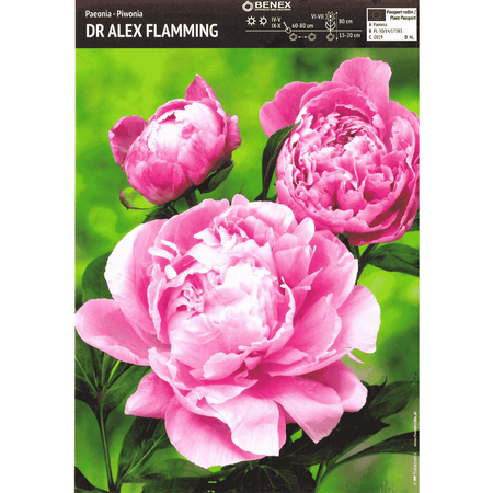 Piwonia Dr. Alex Flamming 1 szt.