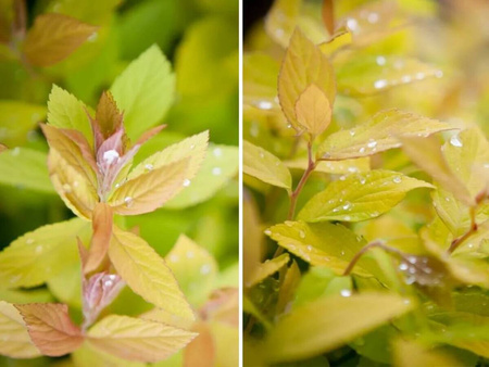 Tawuła Japońska - Golden Princess Złota - 12 szt. pakiet