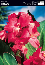 Kanna Różowa -  1 szt.