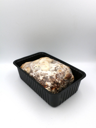 Shii-Take – Zestaw Do Uprawy Grzybów – 3 l Exotic Grow Planto