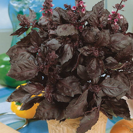 Bazylia 'Chianti' – Purpurowa – Kiepenkerl