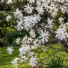 Magnolia gwieździsta (Magnolia Stellata) – sadzonka w doniczce C2 – Botana