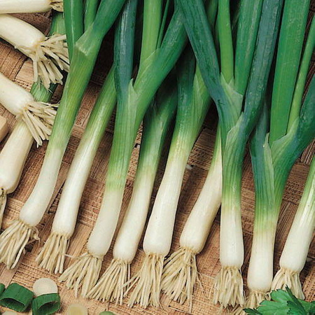 Czosnek Dęty 'Kaigaro' – Kiepenkerl