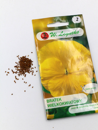 Bratek Wielkokwiatowy – Żółty – Legutko