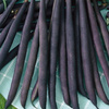 Fasola Tyczna 'Blauhilde' – Fioletowa – Kiepenkerl