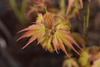 Klon palmowy Orange Dream (Acer Palmatum Orange Dream) – sadzonka w doniczce C2 – Botana