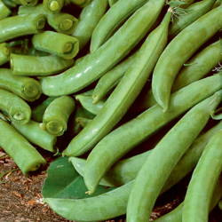 Groch Cukrowy 'Delikett' – Kiepenkerl