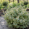 Trzmielina Fortune'a Emerald Gaiety (Euonymus Fortunei Emerald Gaiety) – sadzonka w doniczce C1,5 – Botana