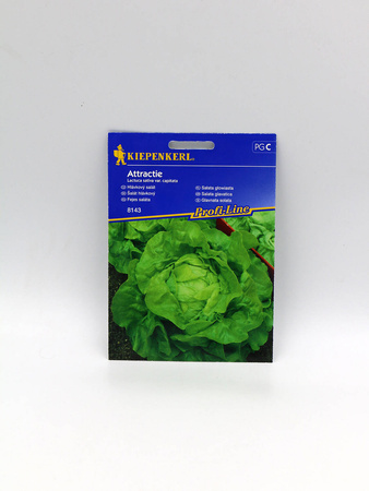 Sałata Głowiasta Masłowa 'Attractie' – Kiepenkerl