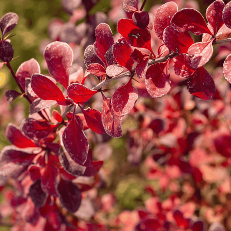 Berberys Thunberga 'Red Compact' – Sadzonka 30 cm