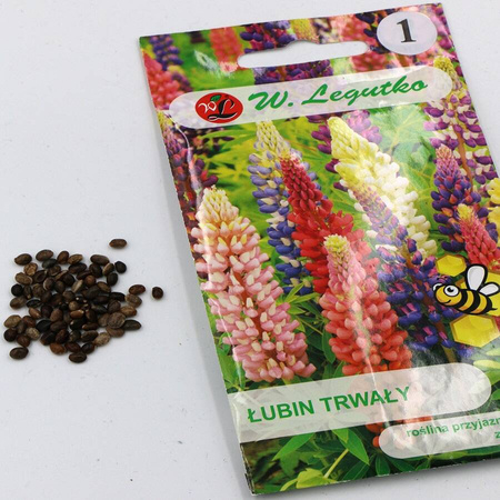  Łubin Trwały – Mix Kolorów – Legutko