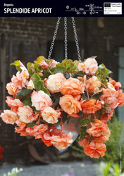 Begonia Zwisająca 'Splendide Apricot' – Dla Kolekcjonera – 3 szt.