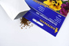 Bratek Ogrodowy – Mix Nasion – Kiepenkerl
