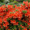 Azalia japońska Geisha Orange (Azalea Japonica Geisha Orange) – sadzonka w doniczce C2 – Botana