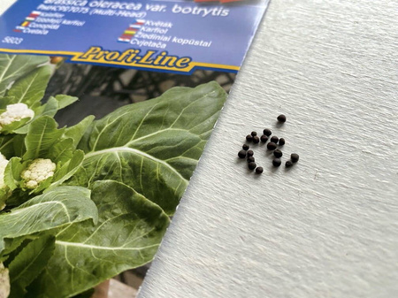 Kalafior 'Multi-Head' F1 – Wielogłowiasty – Kiepenkerl