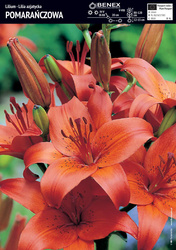 Lilia Azjatycka Pomarańczowa 1 szt.