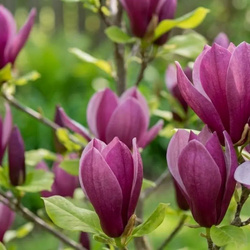 Magnolia Susan (Magnolia Susan) – sadzonka w doniczce C2 – Botana